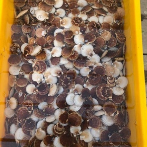 Гребешок-годовик